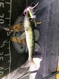 Zander