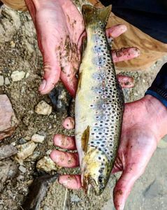 Brown Trout