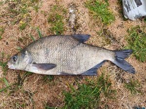 Common Bream