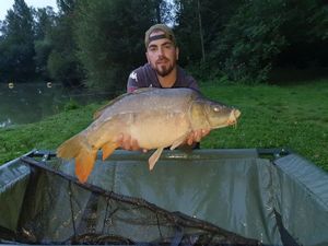 Mirror Carp