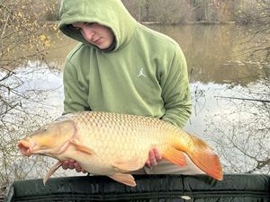 Common Carp