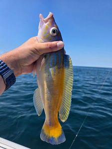 Cuckoo Wrasse