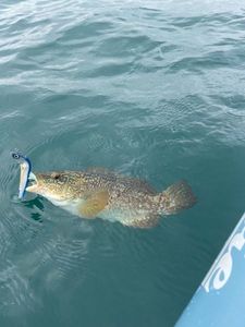 Ballan Wrasse