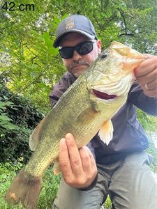 Largemouth Bass