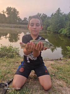 Largemouth Bass