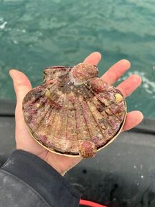Great Scallop