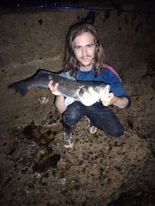 European Bass (Seabass)