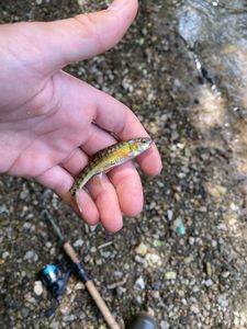 Common Minnow