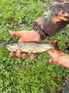 Brown Trout