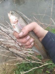Rainbow Trout