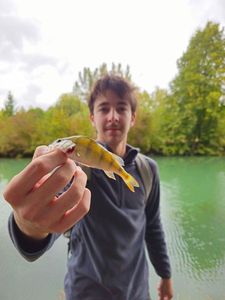 European Perch