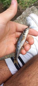 Gudgeon