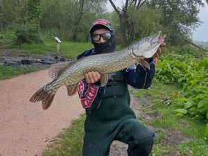 Northern Pike