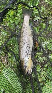 Brown Trout