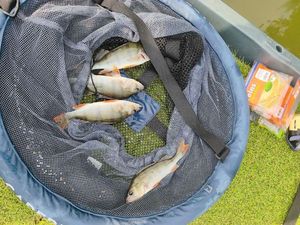 European Perch