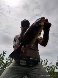 Largemouth Bass