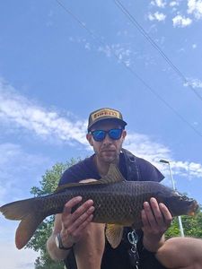 Common Carp