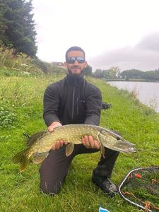 Northern Pike