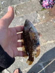 Ballan Wrasse