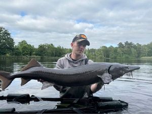 Sturgeon