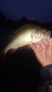 European Perch