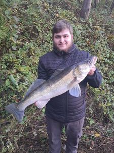 Zander