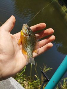 Green Sunfish