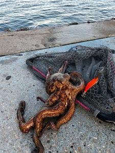 Common Octopus