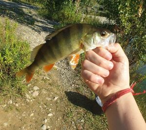 European Perch
