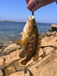 Ballan Wrasse
