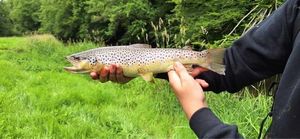 Brown Trout