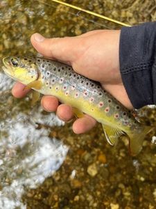 Brown Trout