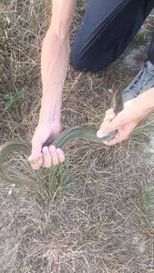 European Eel (Common Eel)