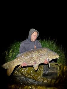 Common Carp