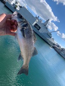 European Bass (Seabass)
