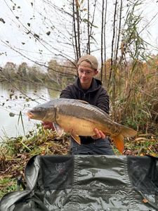 Mirror Carp