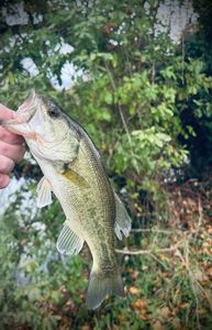 Largemouth Bass