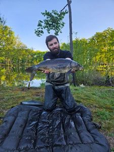Mirror Carp
