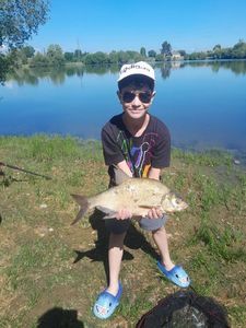 Common Bream