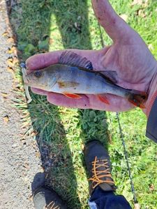 European Perch