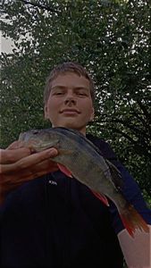 European Perch
