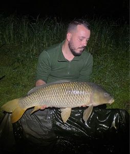 Common Carp
