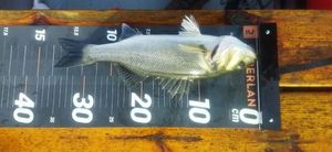 European Bass (Seabass)