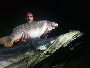 Common Carp