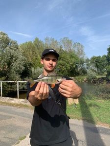 European Perch