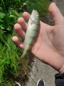 European Perch