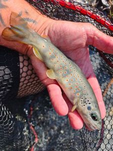 Brown Trout