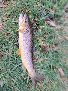 Brown Trout