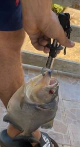 Black Piranha