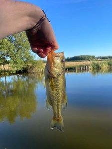Largemouth Bass